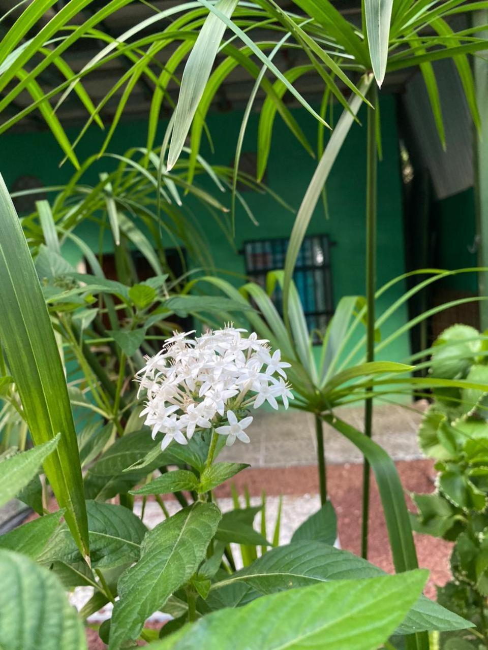 Cabinas Mitchaelle'S Puerto Viejo de Talamanca Екстериор снимка